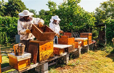 bee keeping tracking rfid system|honey bee instrumentation practices.